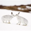 Mountain Hare (Lepus timidus) two animals in white winter pelage (coat) touching noses in form of greeting. Scotland. 